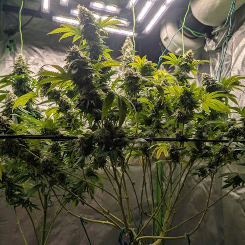 Hulkberry growlog photo: Cut und Trocknung der Hulkberry 