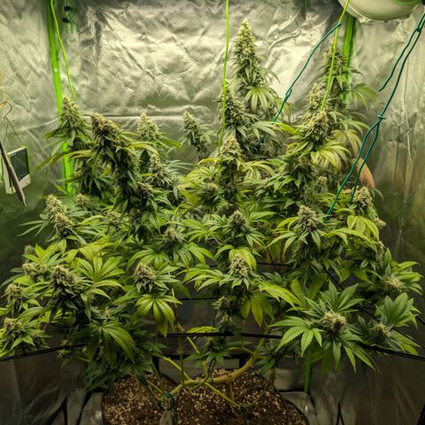 Hulkberry growlog photo: Cut und Trocknung der Hulkberry 