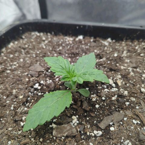 Mandarin Cookies R1 V2 growlog timeline photo
