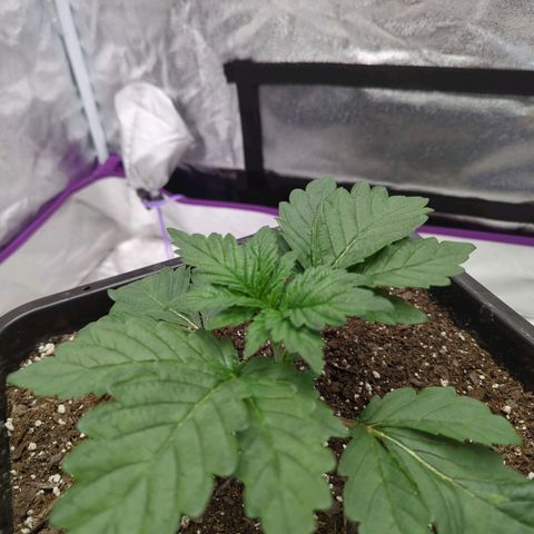 Mandarin Cookies R1 V2 growlog timeline photo