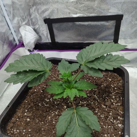 Mandarin Cookies R1 V2 growlog timeline photo