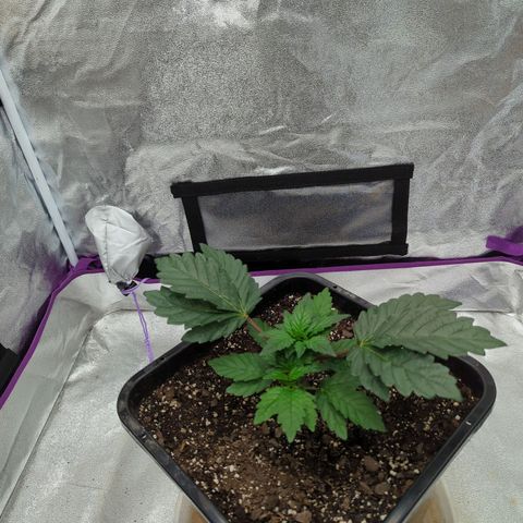 Mandarin Cookies R1 V2 growlog timeline photo