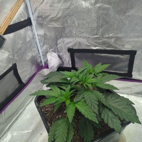 Mandarin Cookies R1 V2 growlog timeline photo
