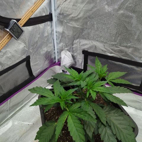 Mandarin Cookies R1 V2 growlog timeline photo