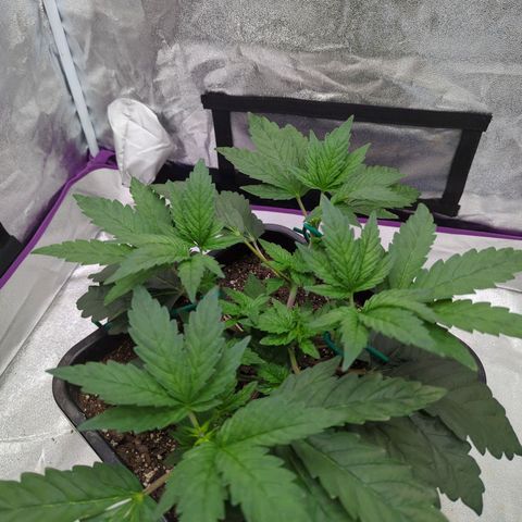 Mandarin Cookies R1 V2 growlog photo: Topped 2nd time