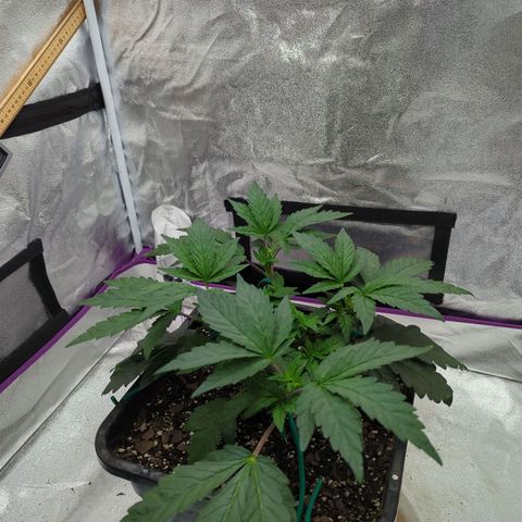 Mandarin Cookies R1 V2 growlog timeline photo