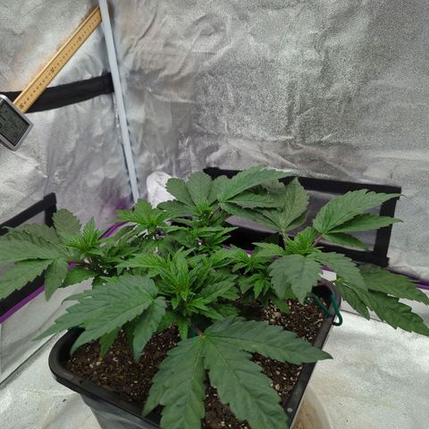 Mandarin Cookies R1 V2 growlog timeline photo