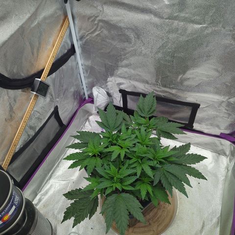 Mandarin Cookies R1 V2 growlog timeline photo