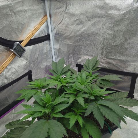 Mandarin Cookies R1 V2 growlog timeline photo