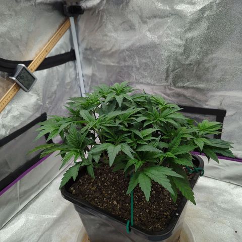 Mandarin Cookies R1 V2 growlog photo: Defoliate and lolli