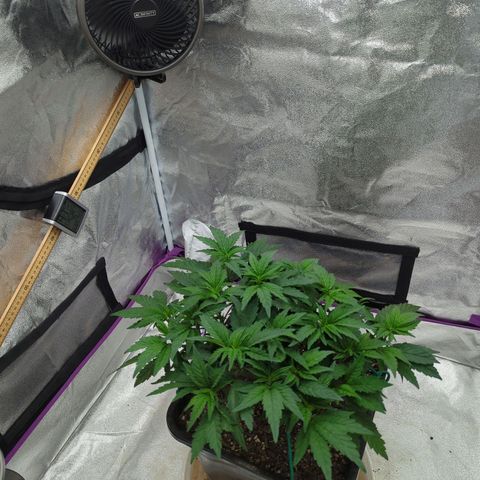 Mandarin Cookies R1 V2 growlog photo: Defoliate and lolli