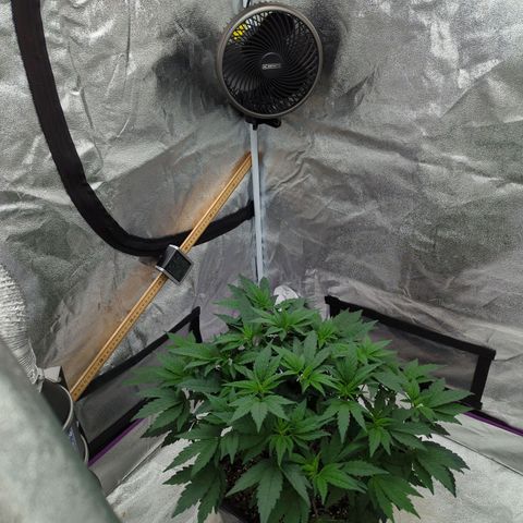 Mandarin Cookies R1 V2 growlog timeline photo