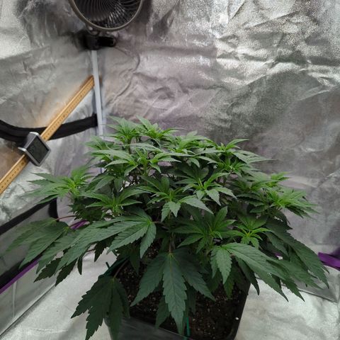 Mandarin Cookies R1 V2 growlog timeline photo