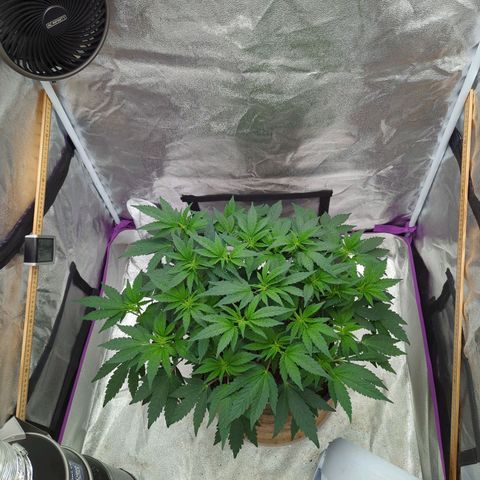 Mandarin Cookies R1 V2 growlog timeline photo