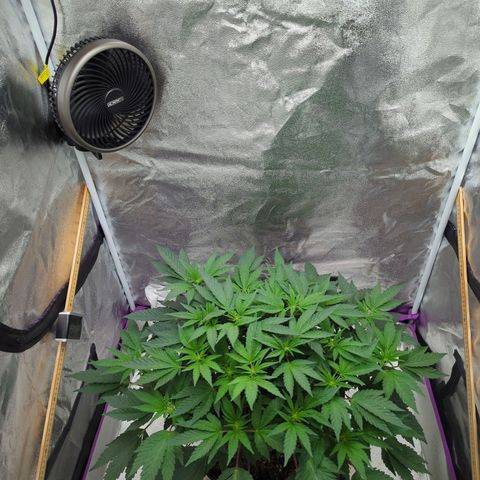 Mandarin Cookies R1 V2 growlog timeline photo