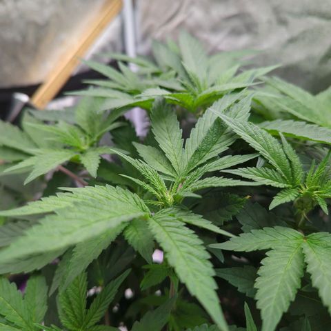 Mandarin Cookies R1 V2 growlog timeline photo