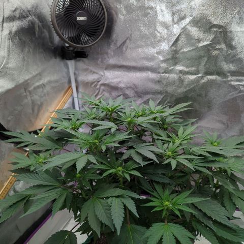 Mandarin Cookies R1 V2 growlog timeline photo