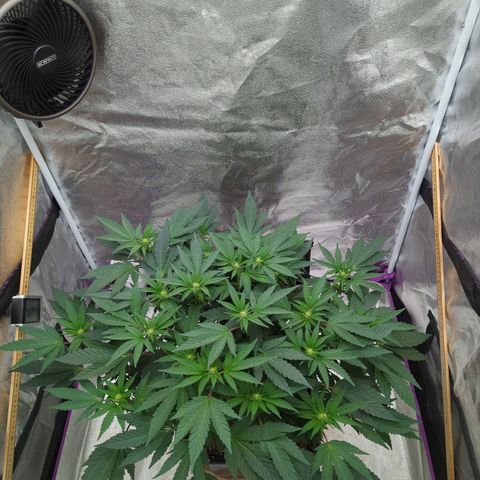 Mandarin Cookies R1 V2 growlog timeline photo