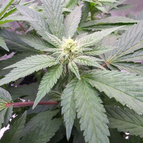 Mandarin Cookies R1 V2 growlog timeline photo
