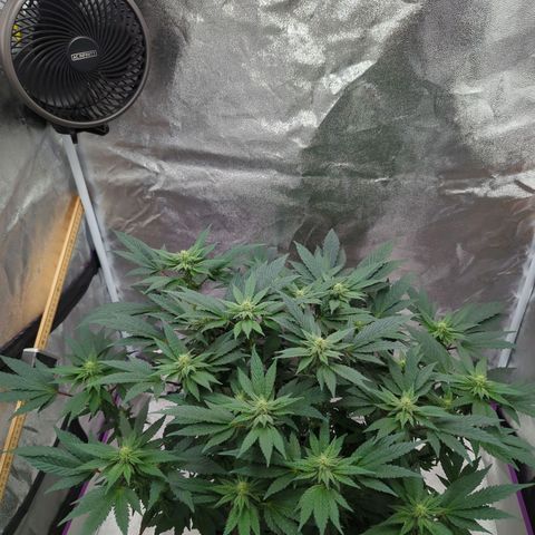 Mandarin Cookies R1 V2 growlog timeline photo