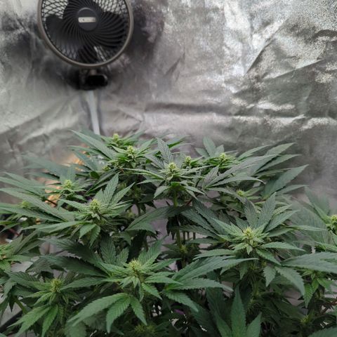 Mandarin Cookies R1 V2 growlog timeline photo