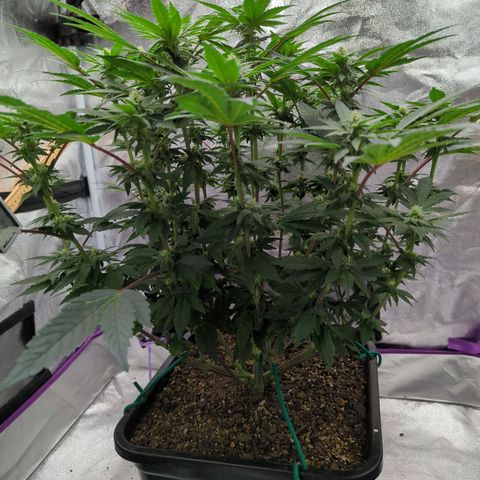 Mandarin Cookies R1 V2 growlog timeline photo