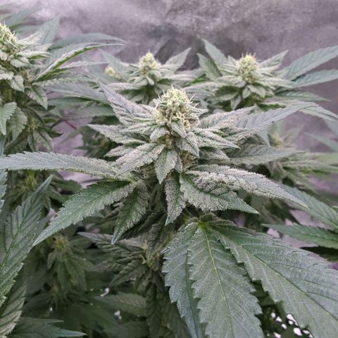 Mandarin Cookies R1 V2 growlog timeline photo