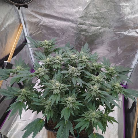 Mandarin Cookies R1 V2 growlog timeline photo