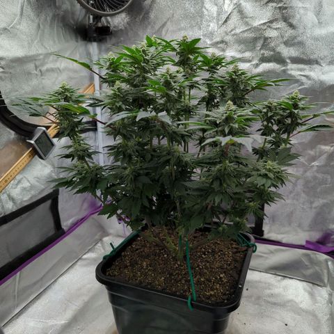 Mandarin Cookies R1 V2 growlog timeline photo