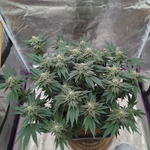 Mandarin Cookies R1 V2 growlog timeline photo
