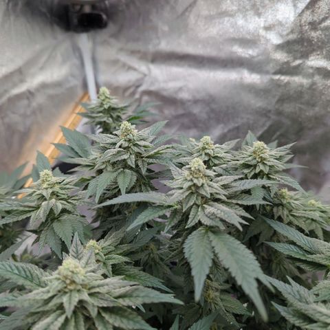 Mandarin Cookies R1 V2 growlog timeline photo
