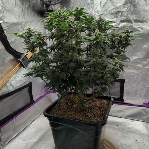 Mandarin Cookies R1 V2 growlog timeline photo