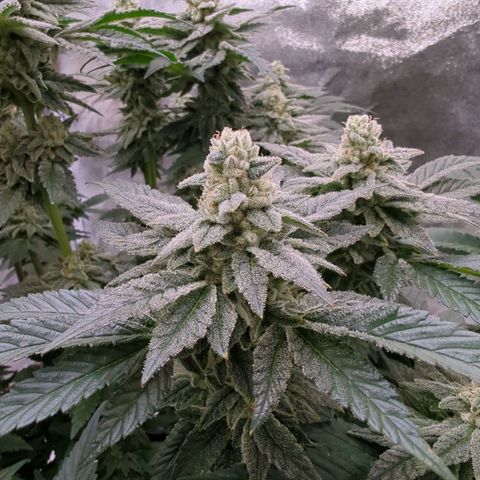 Mandarin Cookies R1 V2 growlog timeline photo