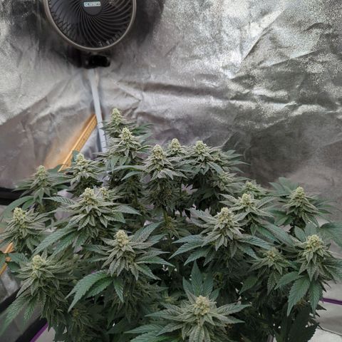 Mandarin Cookies R1 V2 growlog timeline photo