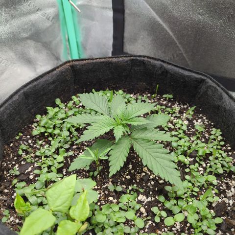 Tangerine Dream growlog timeline photo