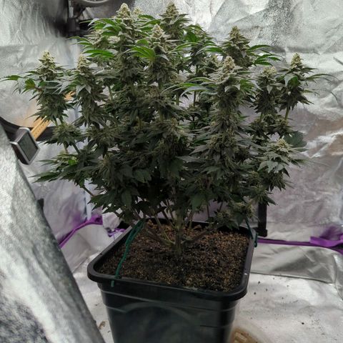 Mandarin Cookies R1 V2 growlog timeline photo