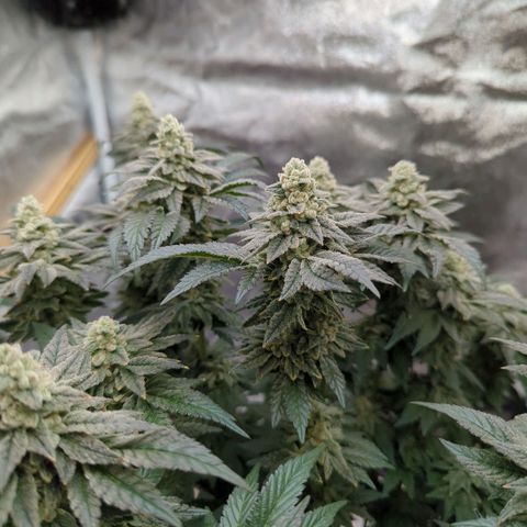 Mandarin Cookies R1 V2 growlog timeline photo