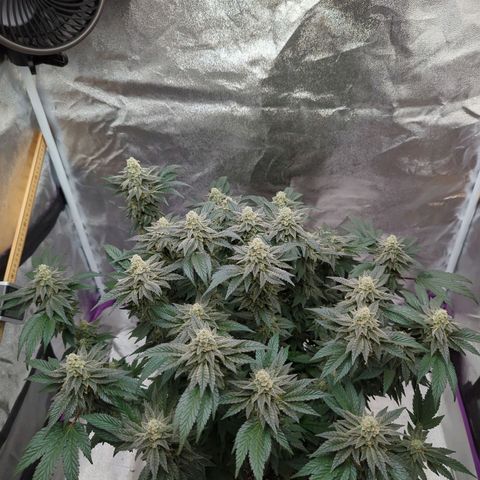 Mandarin Cookies R1 V2 growlog timeline photo