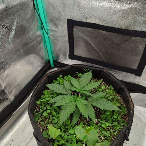 Tangerine Dream growlog photo: Topped