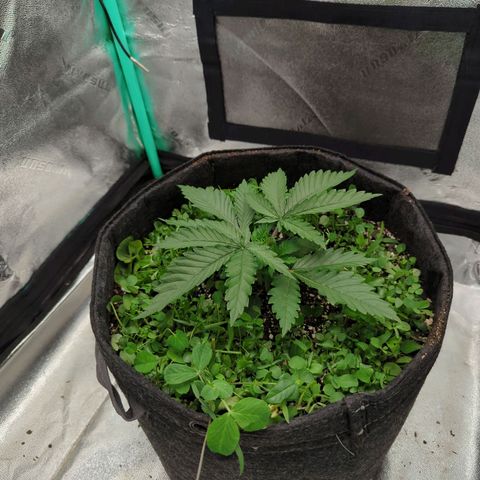 Tangerine Dream growlog photo: Trimmed the cover 