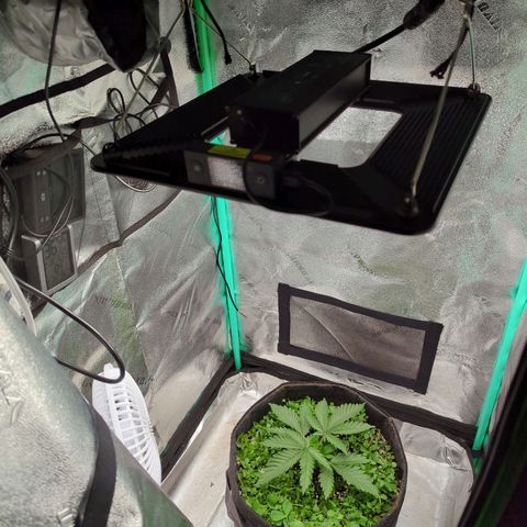 Tangerine Dream growlog photo: Trimmed the cover 