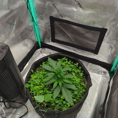 Tangerine Dream growlog timeline photo