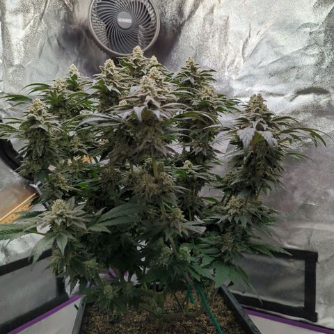 Mandarin Cookies R1 V2 growlog timeline photo