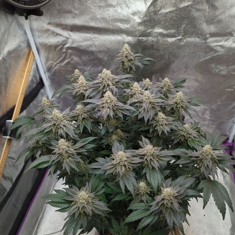 Mandarin Cookies R1 V2 growlog timeline photo