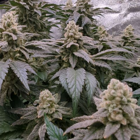 Mandarin Cookies R1 V2 growlog timeline photo