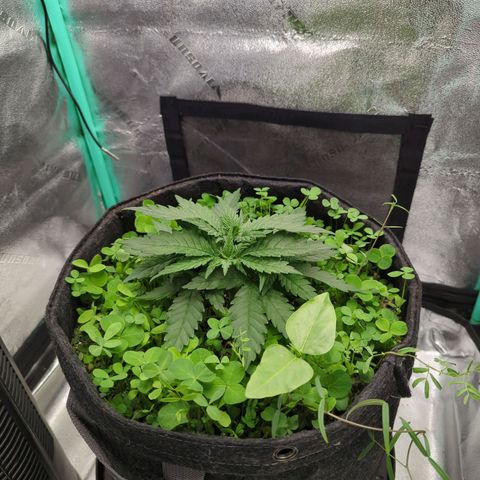 Tangerine Dream growlog timeline photo
