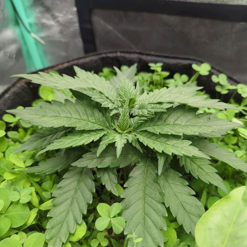 Tangerine Dream growlog timeline photo