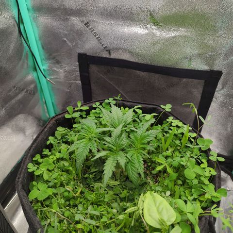 Tangerine Dream growlog photo: Haircut