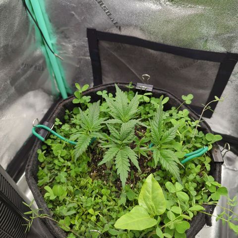 Tangerine Dream growlog photo: Training start