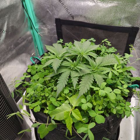 Tangerine Dream growlog timeline photo